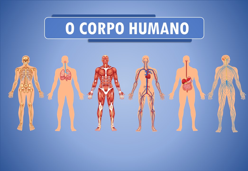 Sistema Do Organismo Humano